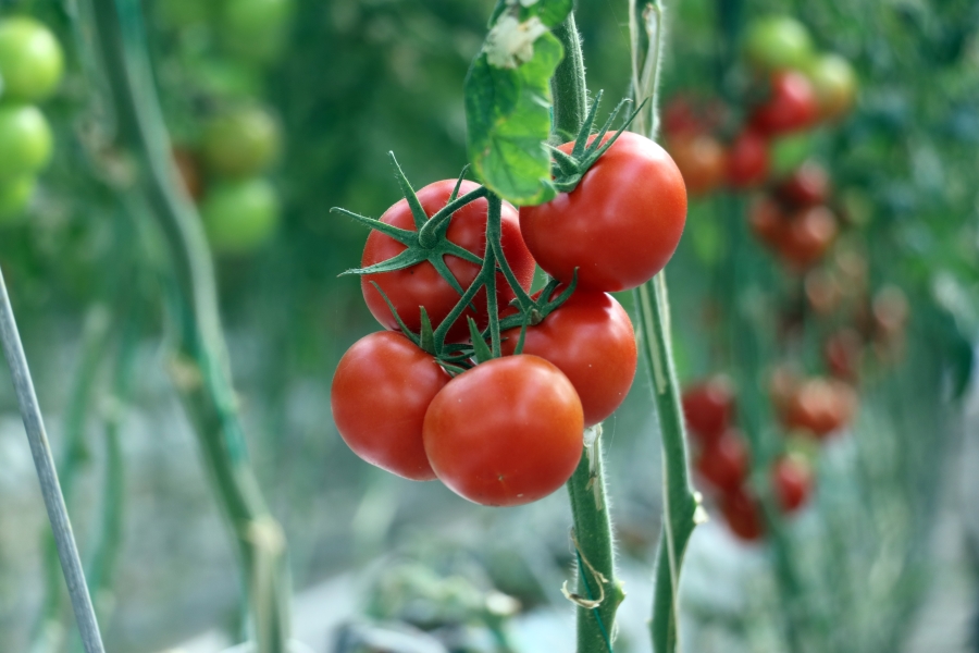 Diyadin ilçesinde 40 kişinin çalıştığı termal suyla ısıtılan serada yılda 1700 ton domates üretiliyor