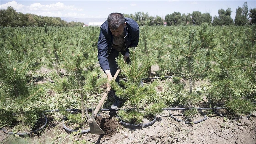 Erzurum, Erzincan, Iğdır, Kars, Ardahan ve Ağrı illerinin orman varlığının korunması ve arttırılması çalışmaları