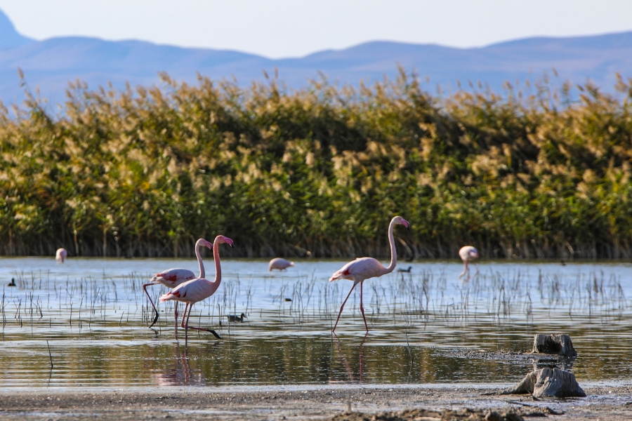 Van Erçek Gölü, binlerce flamingoya ev sahipliği yapıyor