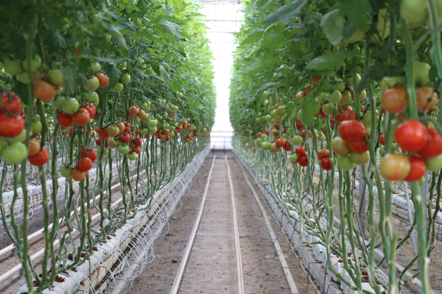 Ağrı Diyadin’de jeotermal enerjiyle ısıtılan serada yılın 12 ayı domates üretiliyor