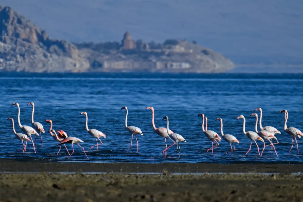 Flamingolar kışı Van Gölü havzasında geçiriyor