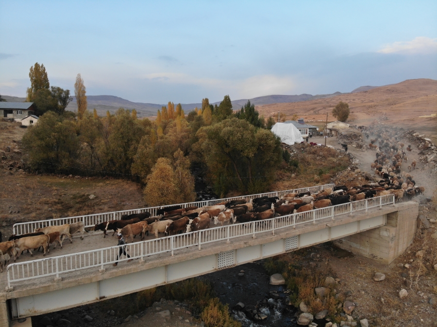 Ağrı Taşlıçay ilçesinde sonbaharla renk cümbüşü oluşan doğa, görsel şölen sunuyor