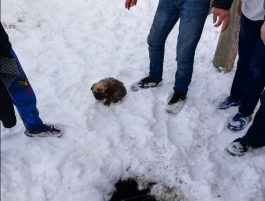 Doğubayazıt’ta kuyuya düşen yavru köpek itfaiye ekipleri  tarafından kurtarıldı