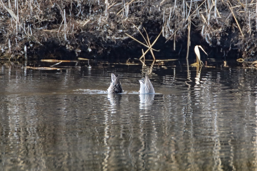 Ağrı Dağı Milli parkında Yaban ördekleri Iğdır