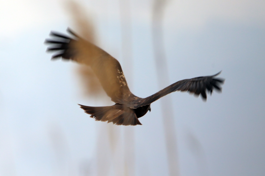 Baharın geldiği Ağrı Dağı