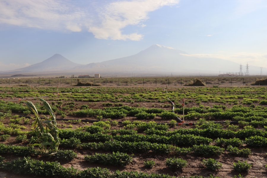 Iğdır Üniversitesi Rüzgar erozyonu yaşanan topraklar tarımsal üretimle koruyor