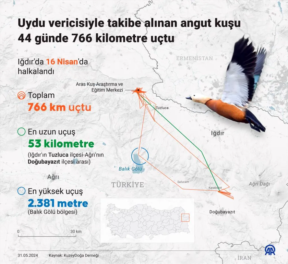 Uydu vericisiyle takibe alınan angut kuşu 44 günde 766 kilometre uçtu