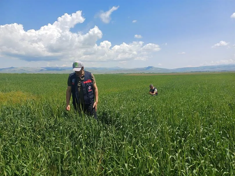 İLİMİZDE SÜNE SÜRVEYLERİ ÇALIŞMALARI DEVAM EDİYOR